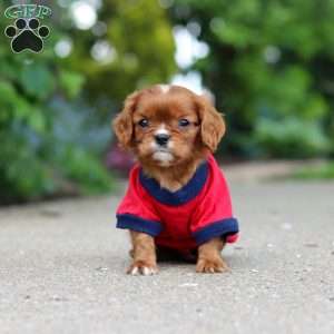 George, Cavalier King Charles Mix Puppy